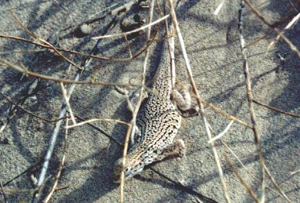 Colorado Fringe-toed lizard