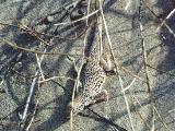 Fringe-toed Lizard