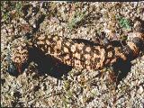 Gila Monster