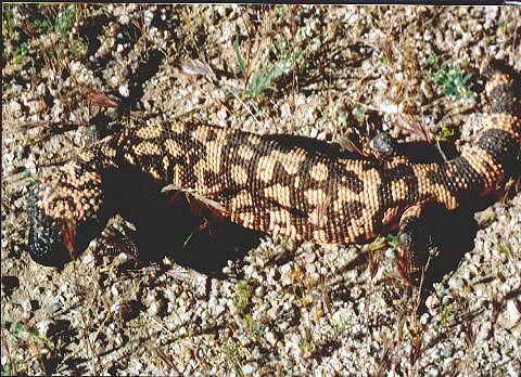 Gila Monster