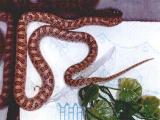 Glossy Snake
