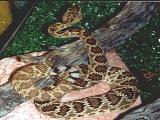 Mohave Rattlesnake