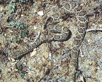 Mojave Rattlesnake