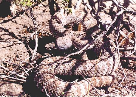 Panamint Rattlesnake