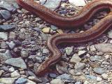 Desert Rosy Boa