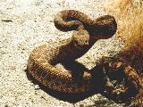 Red Diamond Rattlesnake
