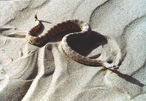 Mohave Desert Sidewinder