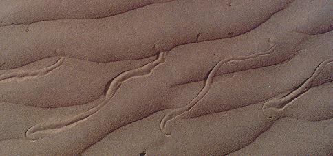 Sidewinder tracks in the sand