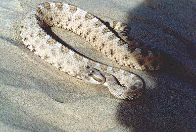 Mohave Desert Sidewinder