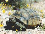 Desert Tortoise