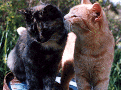 Muffin and Joe
