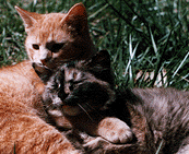 Joe and Muffin
