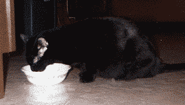 Sparky eating