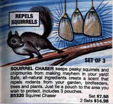 squirrel