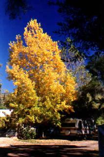 Fall color but no trespassing.