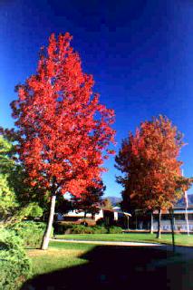 Fall color in a mobile-home park.