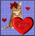 kitten with heart