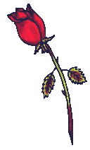 sweetheart rose