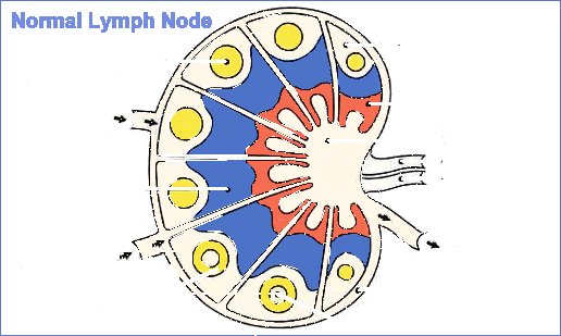 [ In your Lymph Node ]