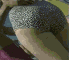 tpsj8.gif 2.47 K