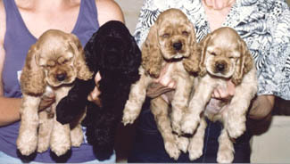 1990litter2001.jpg (24607 bytes)