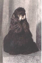 loriensit.jpg (14247 bytes)