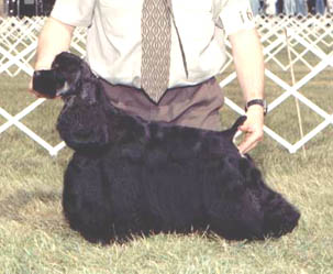 sam4.jpg (27162 bytes)