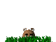 GOPHER LOOKING PIC