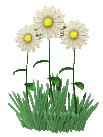 WAVING DAISIES PIC