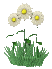 DAISIES WAVING PIC