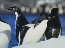 Adelie Penguins