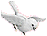 Dove
