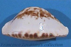 Zoila marginata ketyana (i) intermedians - lateral