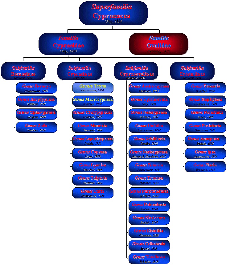 Systematic of Leaving Cypraeifdae