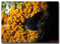 Underwater Photography © Pedro Ré