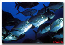 Underwater Photography © Pedro Ré