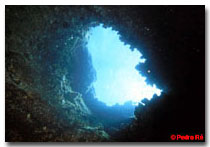 Underwater Photography © Pedro Ré