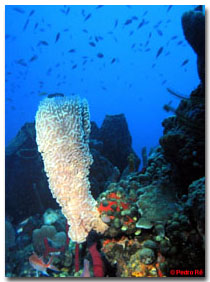 Underwater Photography © Pedro Ré