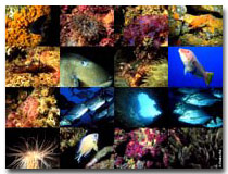 Underwater Photography © Pedro Ré
