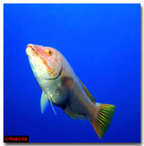 Underwater Photography © Pedro Ré