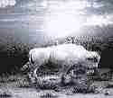 white buffalo