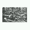 Mass executions of Armenians