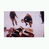 Turkish soldier with the heads of the dead Kurds