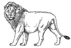 lion