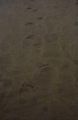 SOFO photo 30