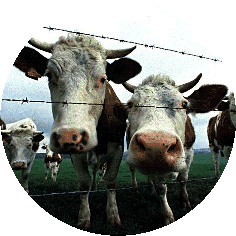 Cows