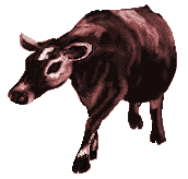 Another Cow