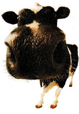 Cow