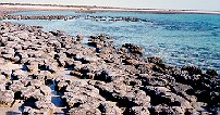 Stromatalites at Hamlin Pool
