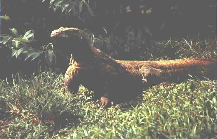 Komodo Dragon